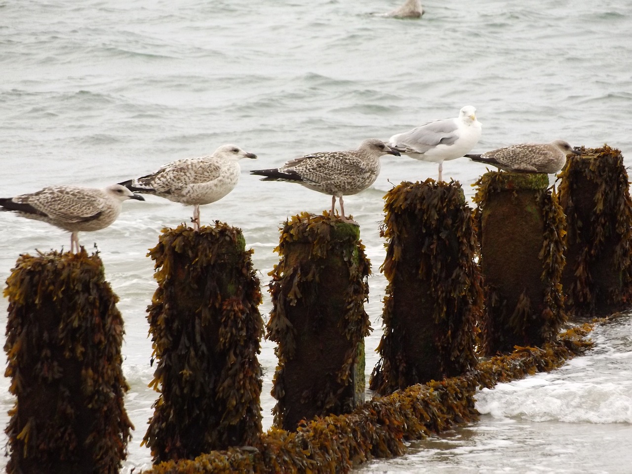 Can Seaweed Help to Offset Carbon Emissions?